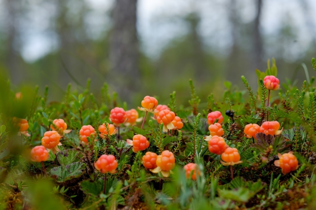 Tasty Traditions: The Delightful Cloudberry!